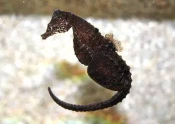 海龍魚,海龍魚圖片