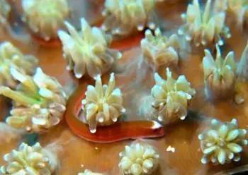 海龍魚,海龍魚圖片