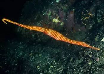 海龍魚,海龍魚圖片