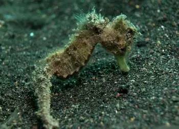 海龍魚,海龍魚圖片