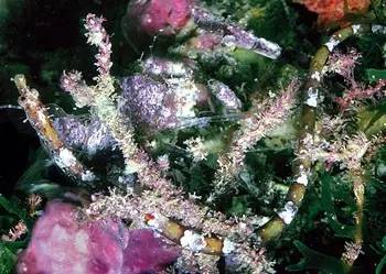 海龍魚,海龍魚圖片