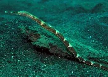 海龍魚,海龍魚圖片