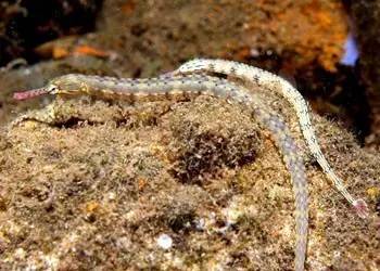 海龍魚,海龍魚圖片