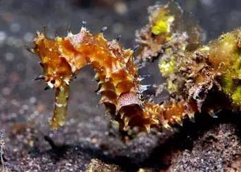 海龍魚,海龍魚圖片