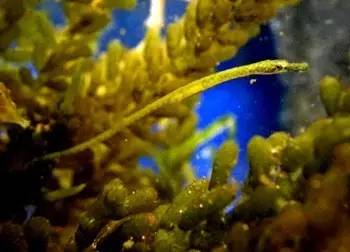 海龍魚,海龍魚圖片