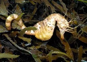 海龍魚,海龍魚圖片