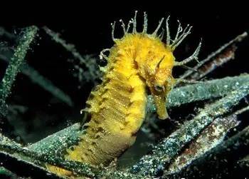 海龍魚,海龍魚圖片