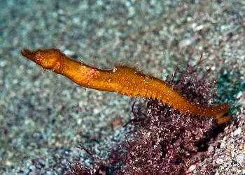 海龍魚,海龍魚圖片