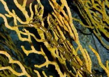 海龍魚,海龍魚圖片