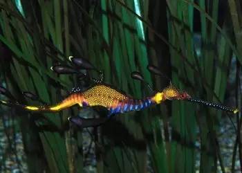 海龍魚,海龍魚圖片