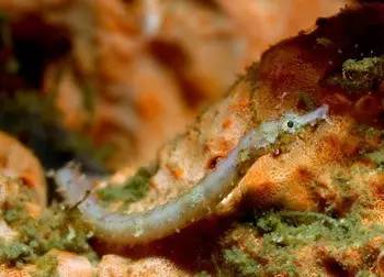 海龍魚,海龍魚圖片