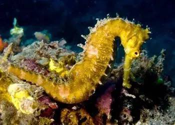 海龍魚,海龍魚圖片