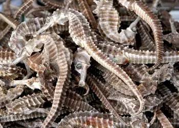 海龍魚,海龍魚圖片