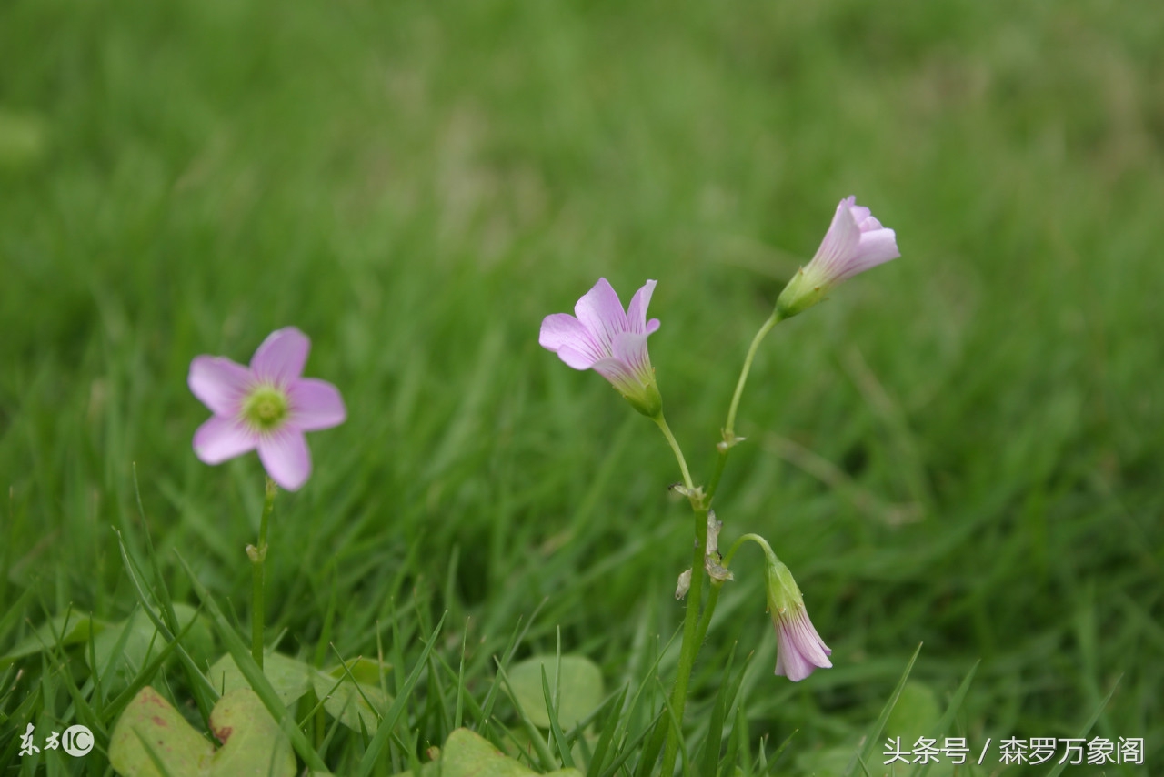 每天心语：终有一天，我们共同仰望星辰