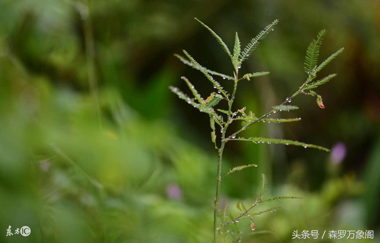 每天心语：终有一天，我们共同仰望星辰