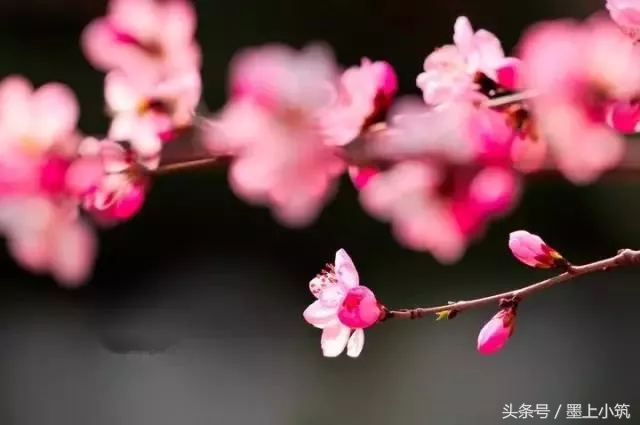 世界上最动情的句子，心都醉了