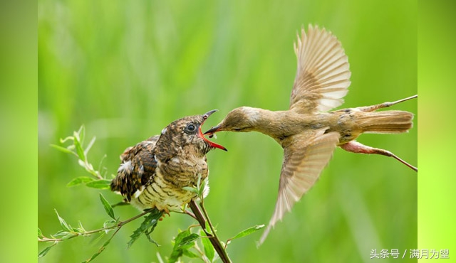 古训《增广贤文》中记载"羊有跪乳之恩,鸦有反哺之义",以"乌鸦反哺