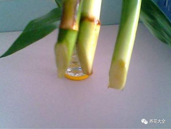 水培瓶里加点料，富贵竹疯长，都能长到天花板！