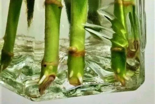 水培瓶里加点料，富贵竹疯长，都能长到天花板！