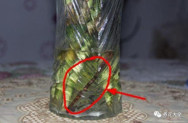 水培瓶里加点料，富贵竹疯长，都能长到天花板！