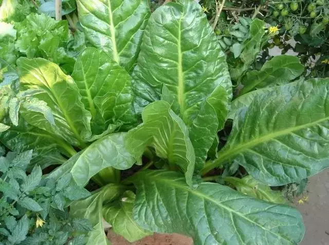 常听人说吹牛皮,可你知道牛皮菜吗?它能清热解毒,消淤止血