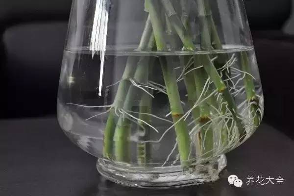 水培瓶里加点料，富贵竹疯长，都能长到天花板！