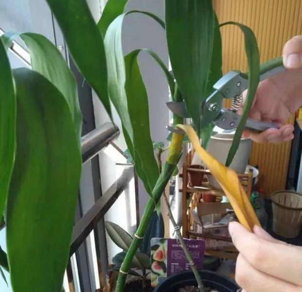 水培瓶里加点料，富贵竹疯长，都能长到天花板！