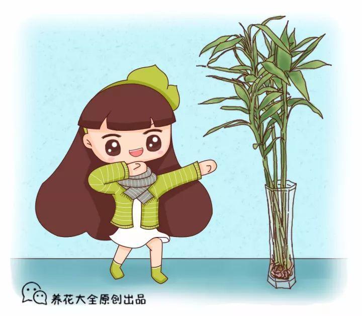 水培瓶里加点料，富贵竹疯长，都能长到天花板！