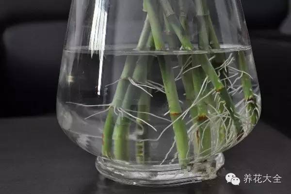 水培瓶里加点料，富贵竹疯长，都能长到天花板！