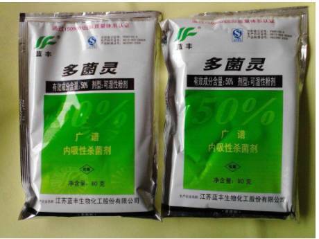 水培瓶里加点料，富贵竹疯长，都能长到天花板！