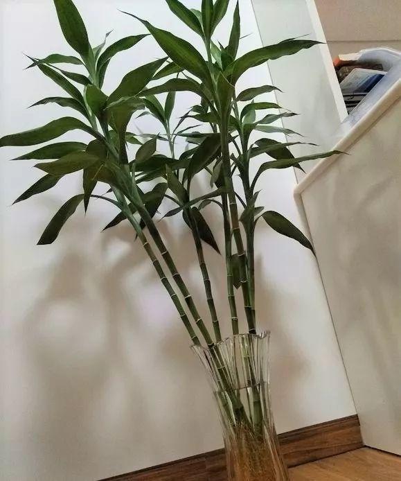 水培瓶里加点料，富贵竹疯长，都能长到天花板！