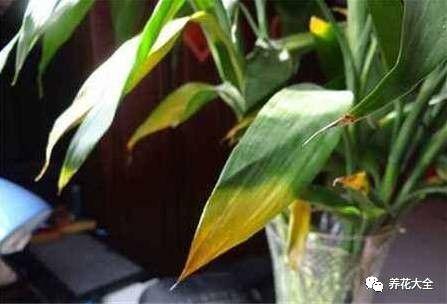 水培瓶里加点料，富贵竹疯长，都能长到天花板！