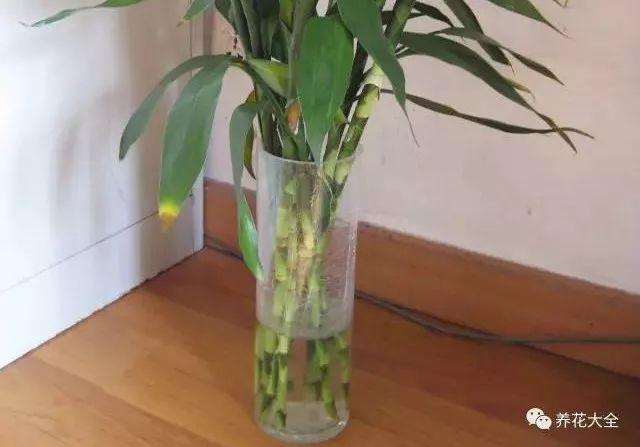 水培瓶里加点料，富贵竹疯长，都能长到天花板！