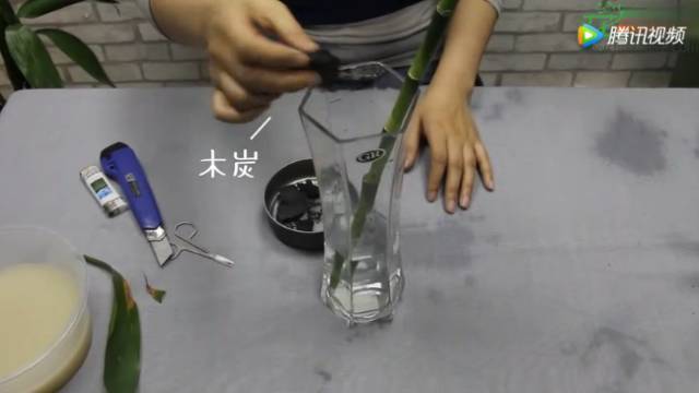 水培瓶里加点料，富贵竹疯长，都能长到天花板！