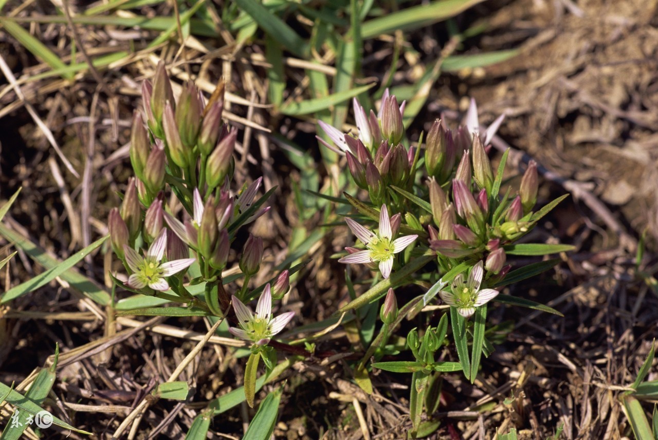龙胆草的作用与功效,药理作用及禁忌