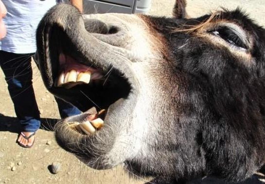 养一头驴一年的利润是多少?