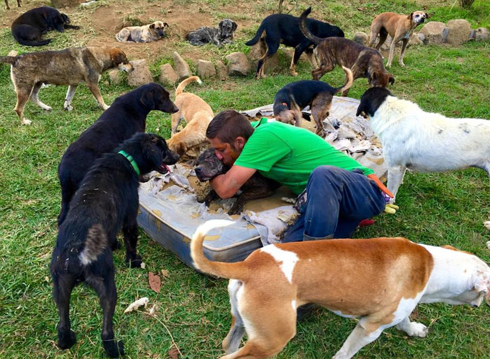 汪星人天堂：哥斯达黎加小岛生活近千只流浪狗.