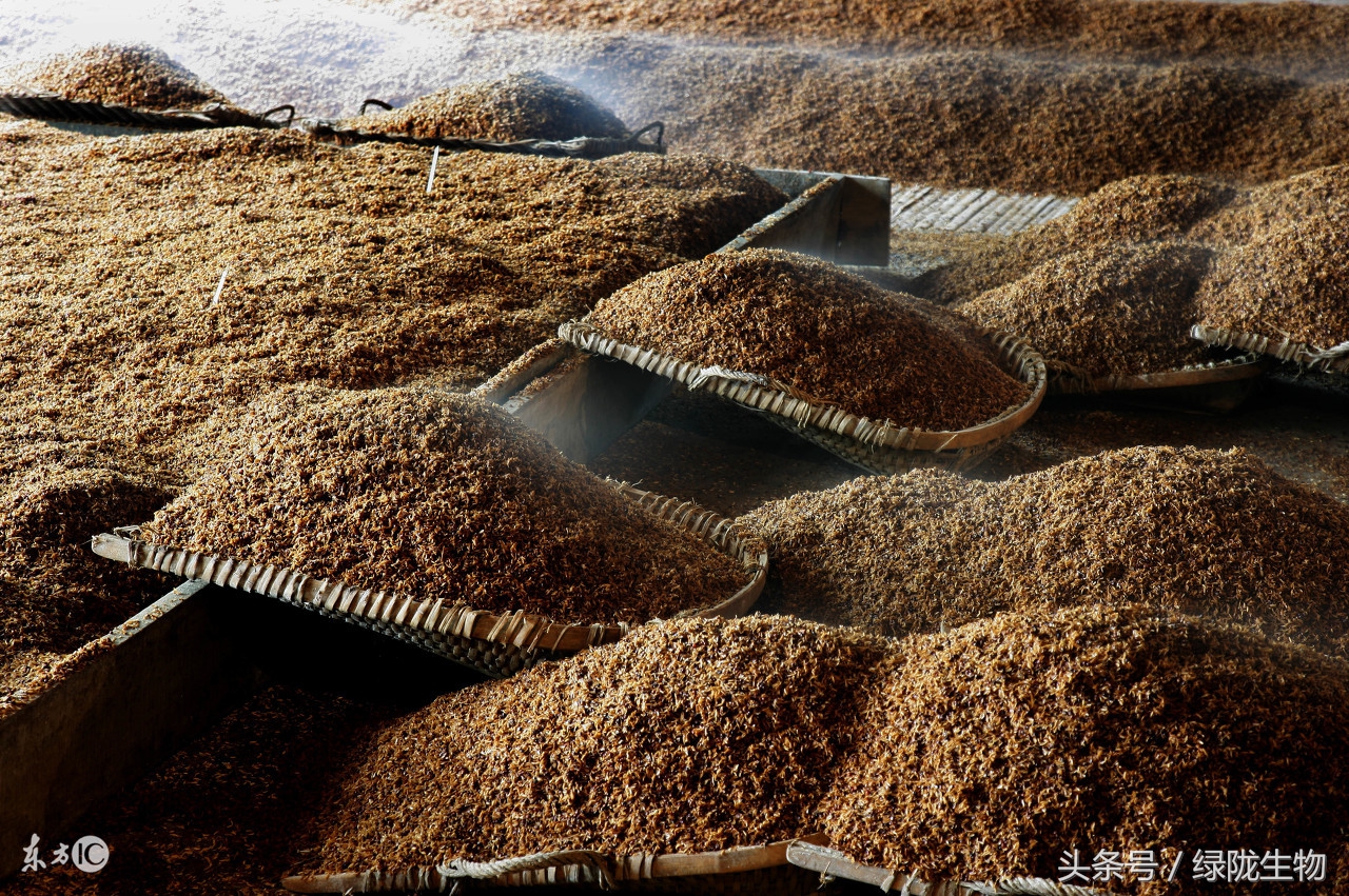 啤酒糟的新利用之处:将啤酒糟做成发酵饲料