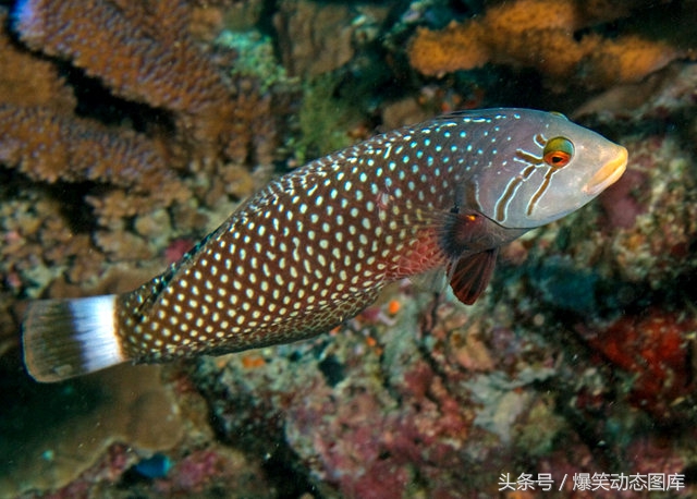 摄影爱好者：降头鱼，长相特别，藏身浅水珊瑚礁和岩石海岸底层