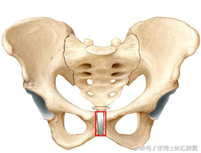 运动康复科普|关于孕期耻骨疼痛的原因,诊断与康复方法