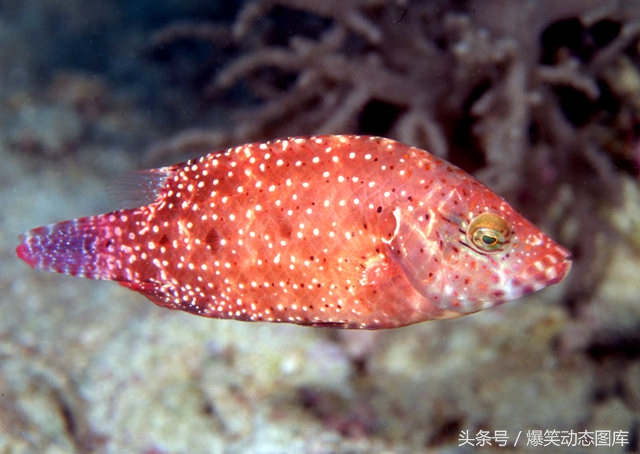 摄影爱好者：降头鱼，长相特别，藏身浅水珊瑚礁和岩石海岸底层