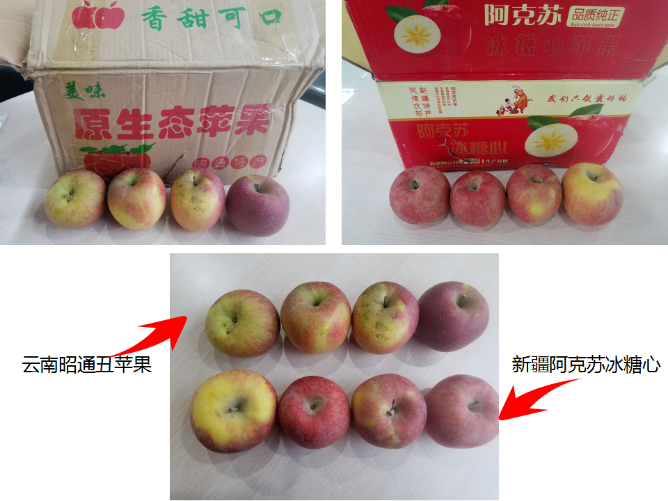 云南高原的“丑苹果”PK新疆阿克苏的冰糖心，哪个更胜一筹呢？