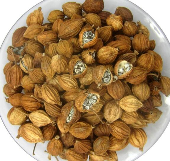 沙仁果可以炖汤喝吗 -生活知识库-动动脑