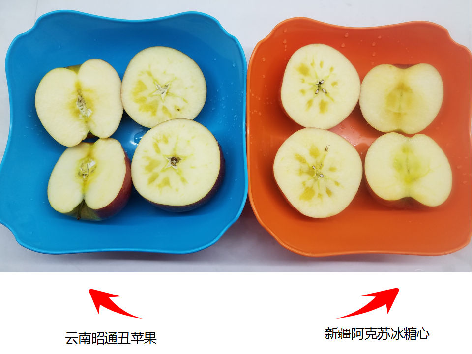 云南高原的“丑苹果”PK新疆阿克苏的冰糖心，哪个更胜一筹呢？