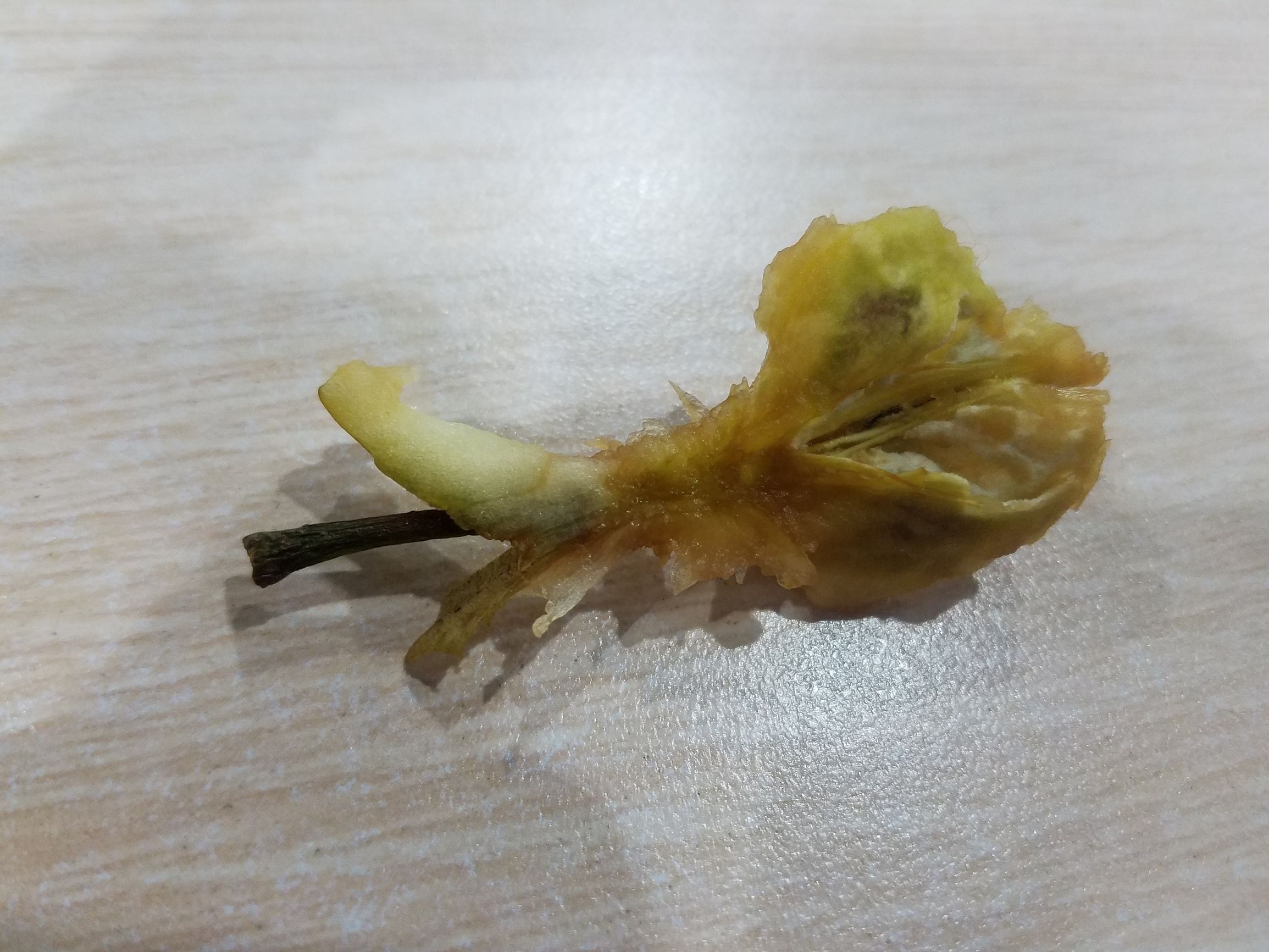 云南高原的“丑苹果”PK新疆阿克苏的冰糖心，哪个更胜一筹呢？