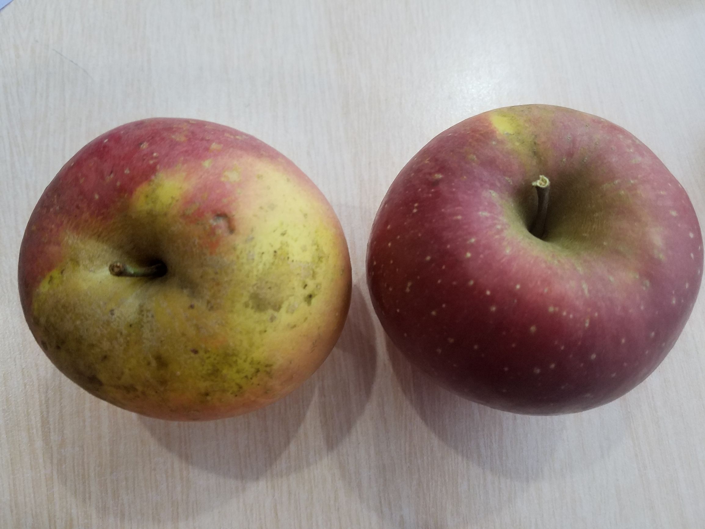 云南高原的“丑苹果”PK新疆阿克苏的冰糖心，哪个更胜一筹呢？