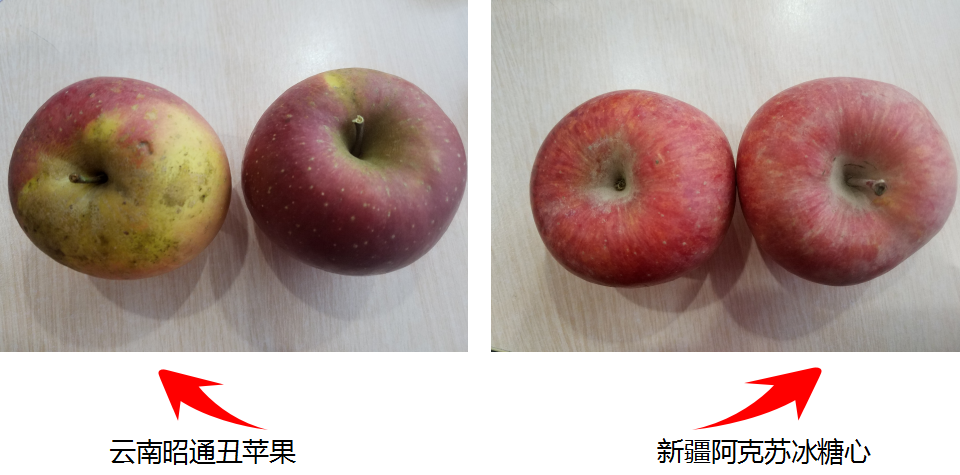 云南高原的“丑苹果”PK新疆阿克苏的冰糖心，哪个更胜一筹呢？