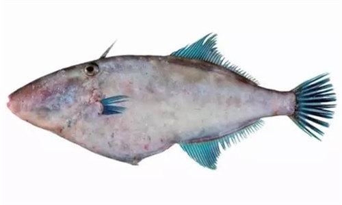 这种鱼无名无头,却是川渝一带最喜欢用食材——耗儿鱼