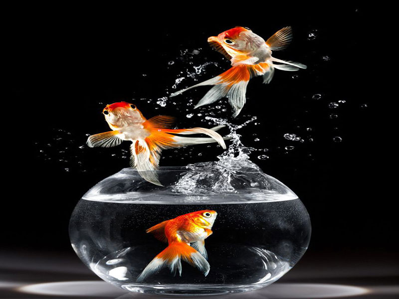 巧放风水鱼,旺财旺家运