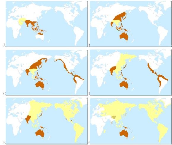 人类发展史解析人类的起源进化迁徙线详解